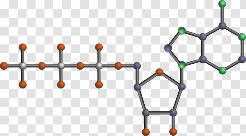 Adenosine Triphosphate Chemistry Nucleotide Clip Art - Body Jewelry - Cell Transparent PNG