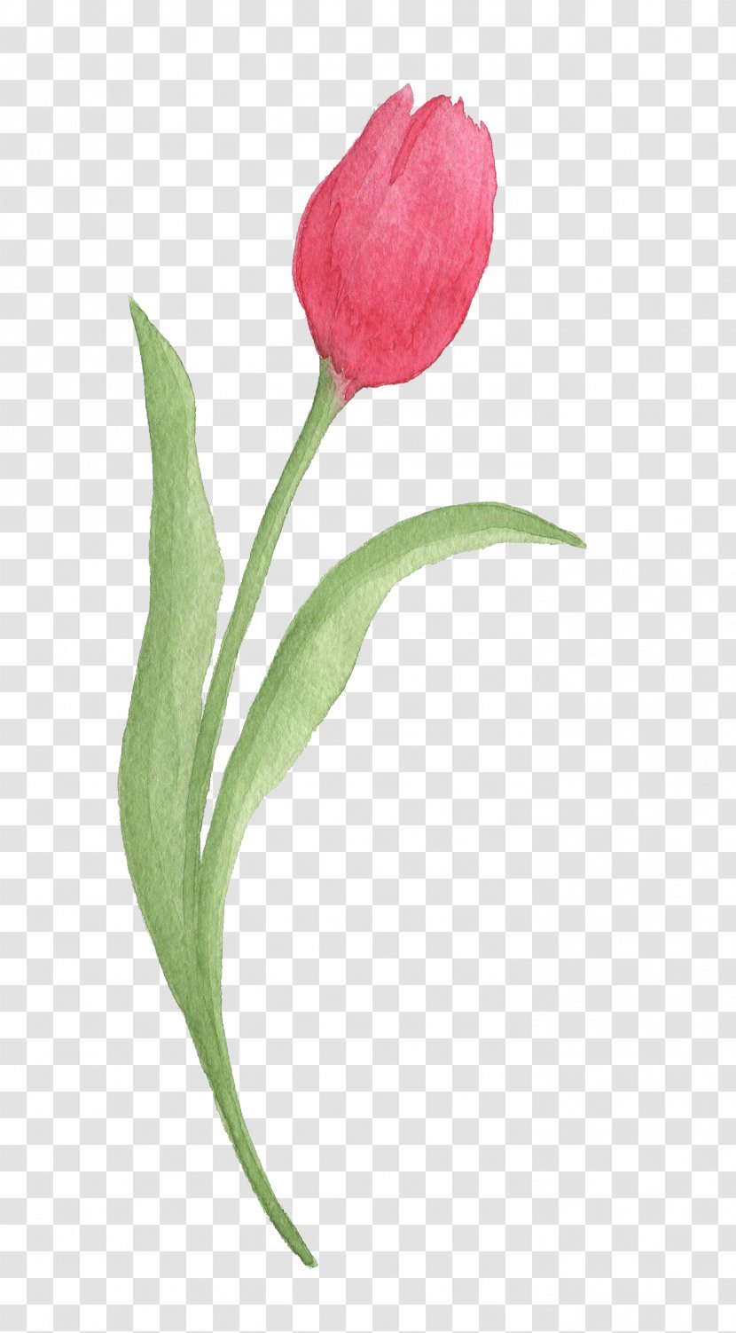 Tulip Watercolor Painting Download - Red Tulips Transparent PNG