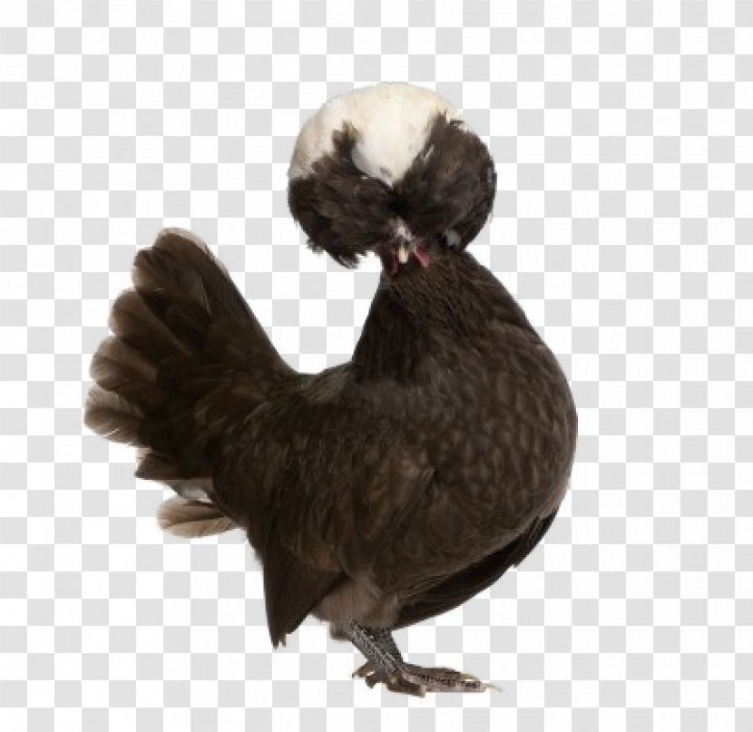 Polish Chicken Brahma Wyandotte Sussex Orpington - Beak - Rooster Transparent PNG