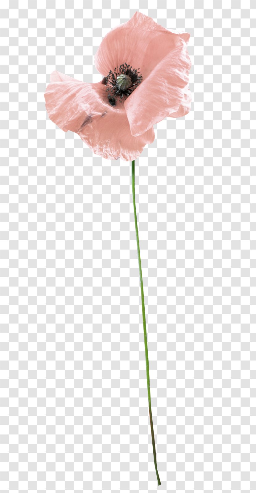 Cut Flowers Coquelicot Plant Stem Petal - Flower - Whispering Transparent PNG