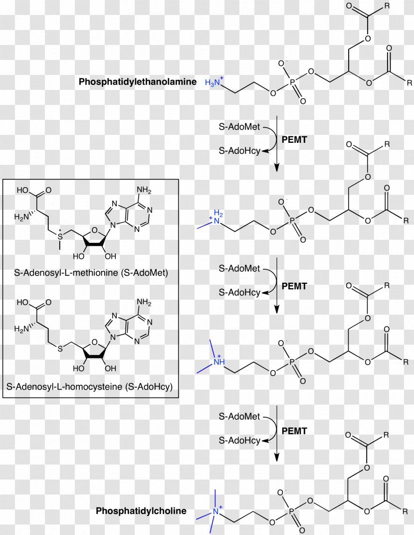 Phosphatidylethanolamine N-methyltransferase Phosphatidylcholine - Metabolic Pathway - Chromosome 17 Transparent PNG