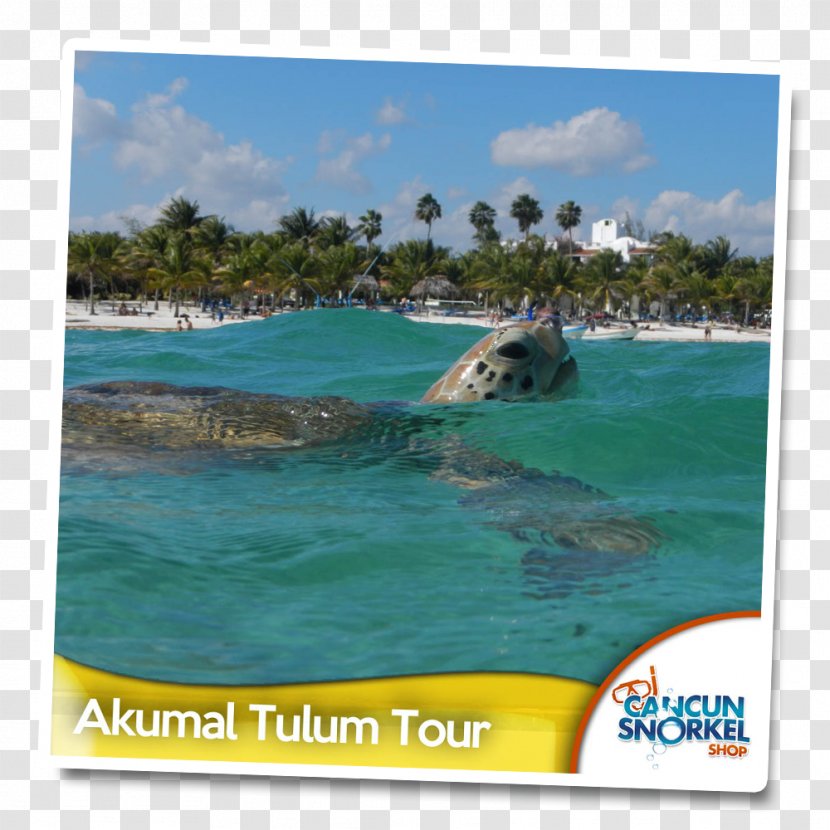 Tulum Akumal Cancún Chichen Itza Ek' Balam - Municipality Transparent PNG