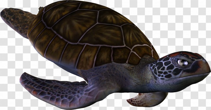 Loggerhead Sea Turtle Box - Pictures Transparent PNG
