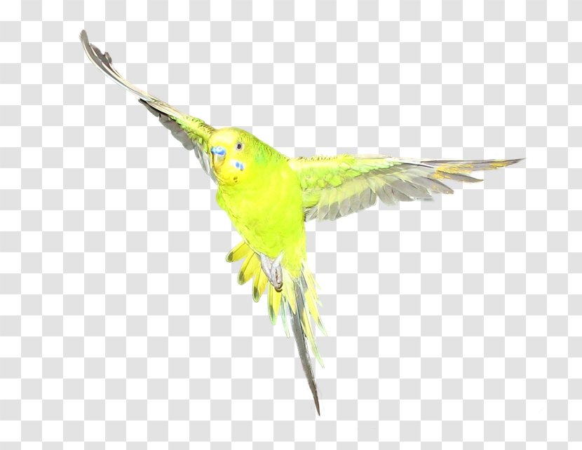 Macaw Parakeet Feather Beak Coraciiformes - Common Pet Transparent PNG