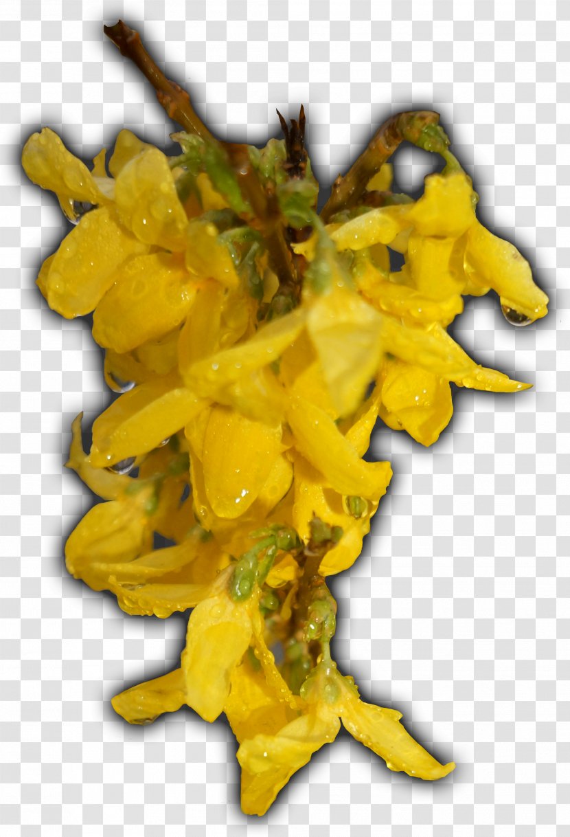 Leaf Yellow Flower Transparent PNG