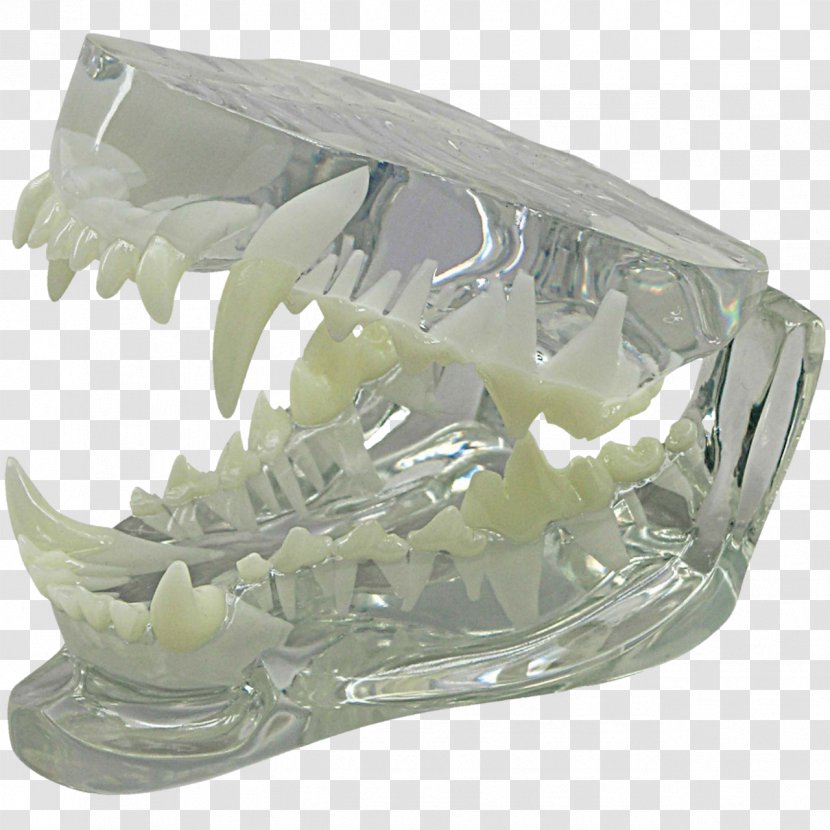 Jaw Dog Anatomy Canine Tooth - Plastic Transparent PNG
