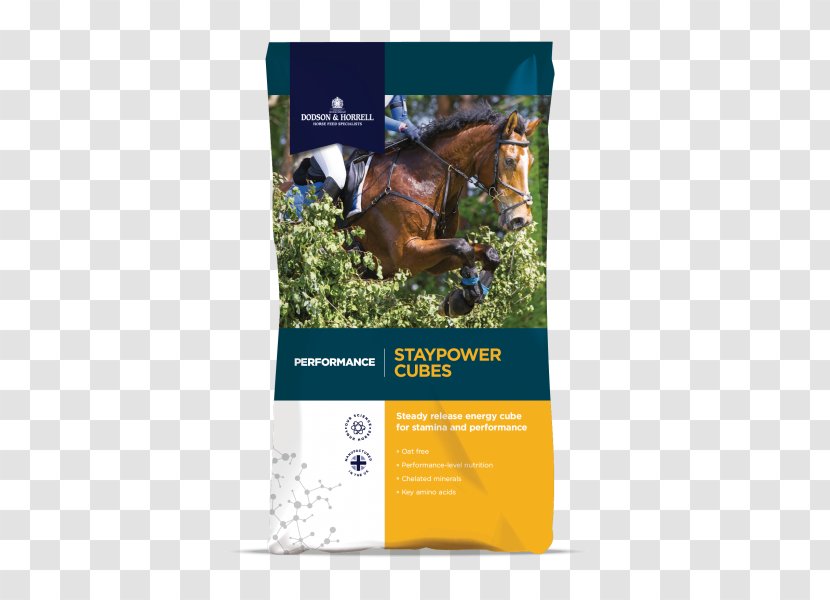 Horse Equine Nutrition Pony Fodder Show Jumping - Hound Transparent PNG