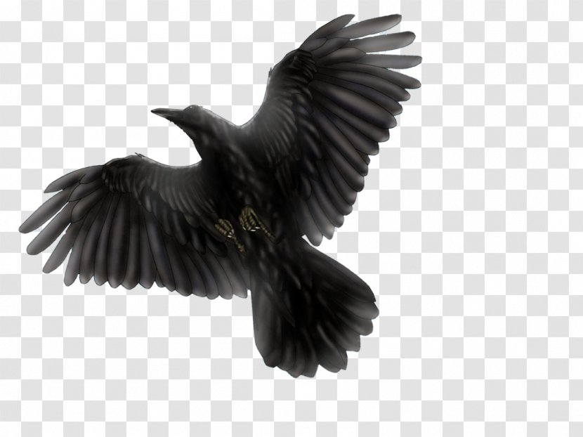Common Blackbird Raven Flight - American Crow Transparent PNG