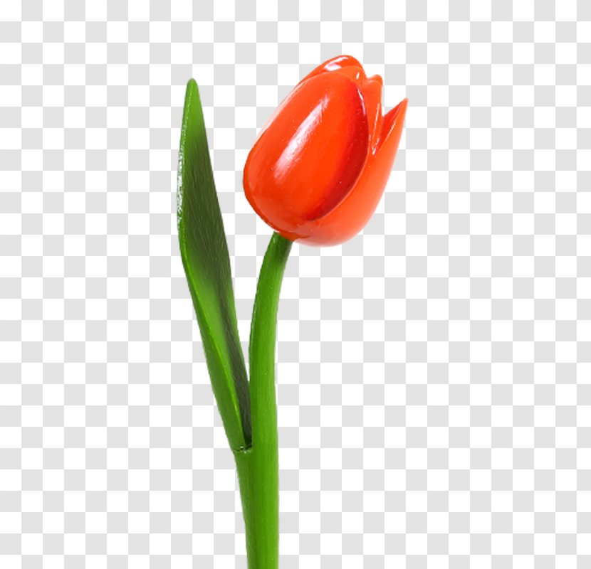 Tulip Petal Close-up Plant Stem - Orange Transparent PNG