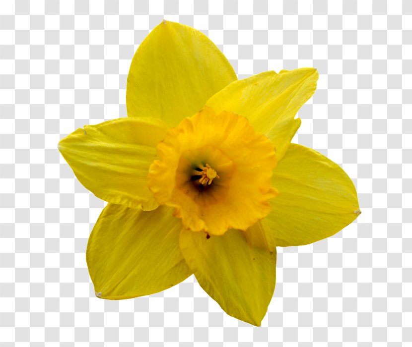 Daffodil Flower Jonquille Lilium Petal - Turmeric - Spring Yellow Canola Transparent PNG
