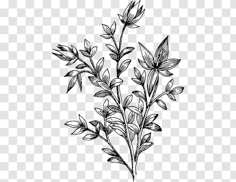 Bee Clip Art - Twig - Olive Trees Transparent PNG