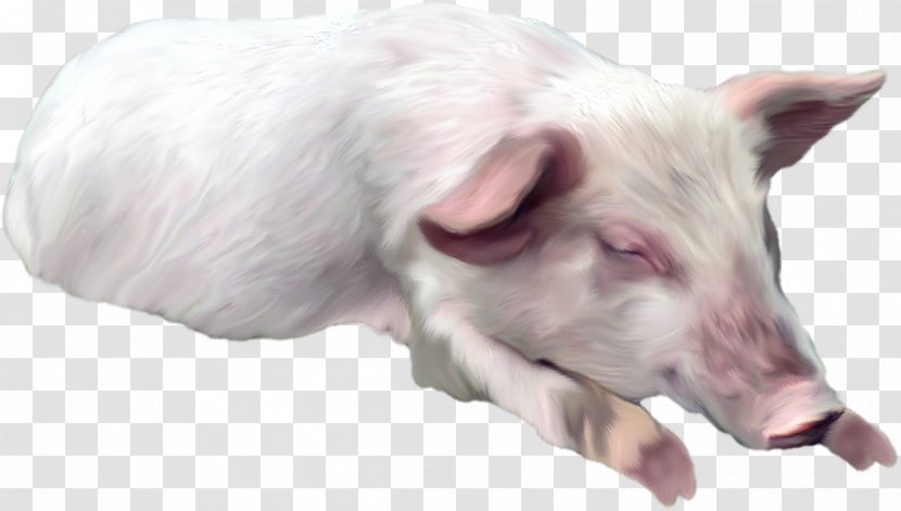 Domestic Pig Horse Dog Clip Art - Photography Transparent PNG