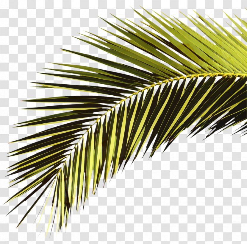 Coconut Tree Cartoon - Conifer - Attalea Speciosa Yellow Fir Transparent PNG