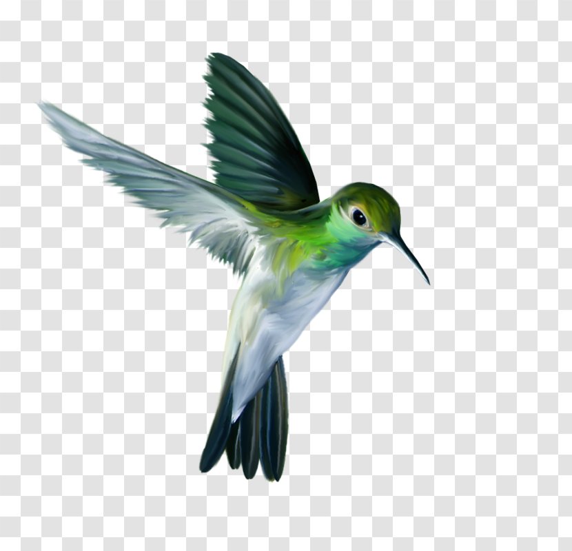The Ruby-throated Hummingbird Flight - Beak - Green Bird Pin Transparent PNG