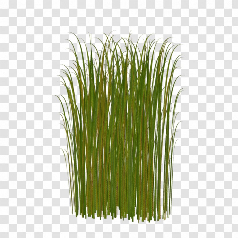 Pogonarthria Squarrosa Free Content Clip Art - Grass Transparent PNG