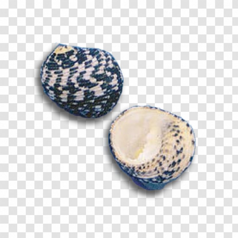 Seashell Pecten Pectinidae Cerithium Craft - Jewelry Design Transparent PNG