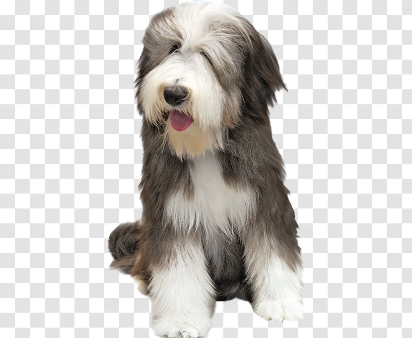Bearded Collie Puppy Rough Border - Carnivoran Transparent PNG