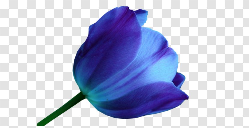 Tulip Blue Flower Color Purple - Rose Family - Watercolor Tulips Transparent PNG