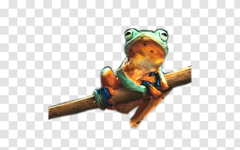 Tree Frog - Australian Green - Blue Transparent PNG
