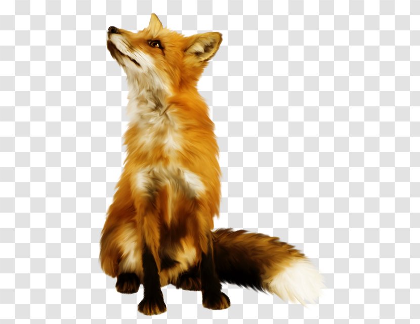 Red Fox Arctic Stock Photography - True Foxes Transparent PNG