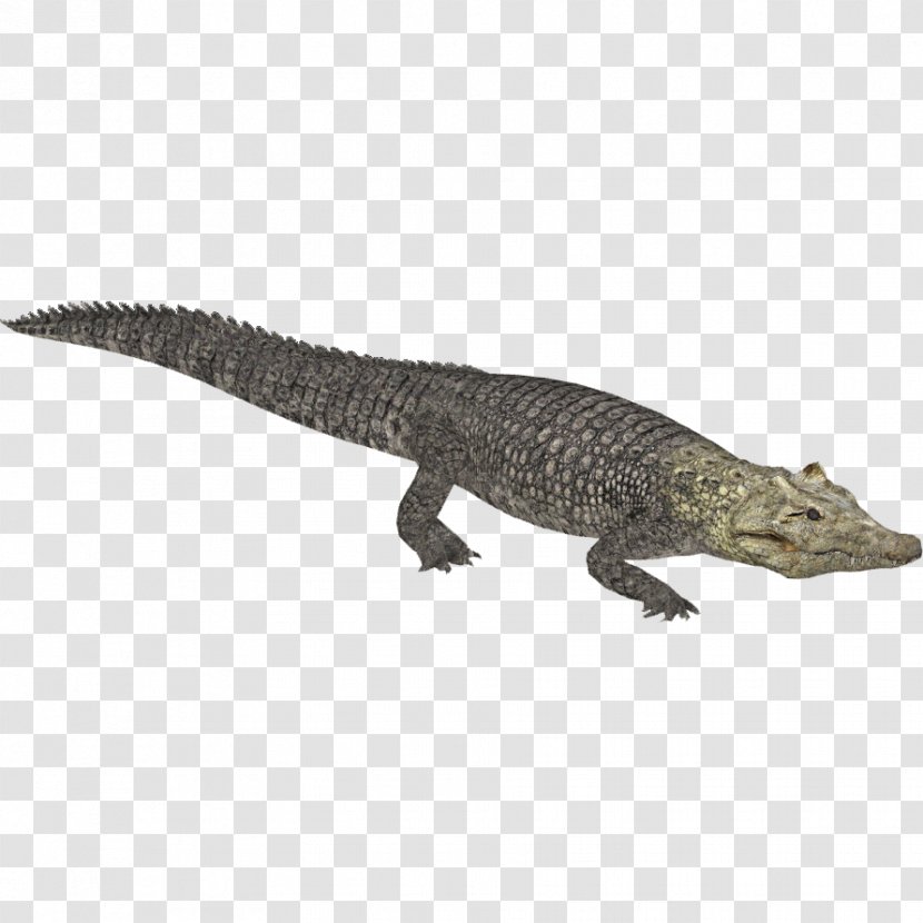 Zoo Tycoon 2 Crocodiles Nile Crocodile Alligator - Wiki Transparent PNG