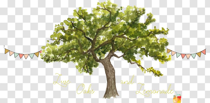 Tree Trunk Drawing - Northern Red Oak - Watercolor Paint California Live Transparent PNG