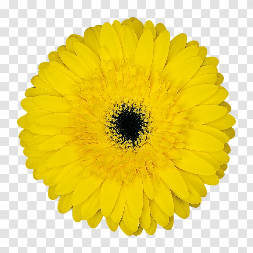Transvaal Daisy Common Stock Photography Yellow Flower - Royaltyfree - Amulet Transparent PNG