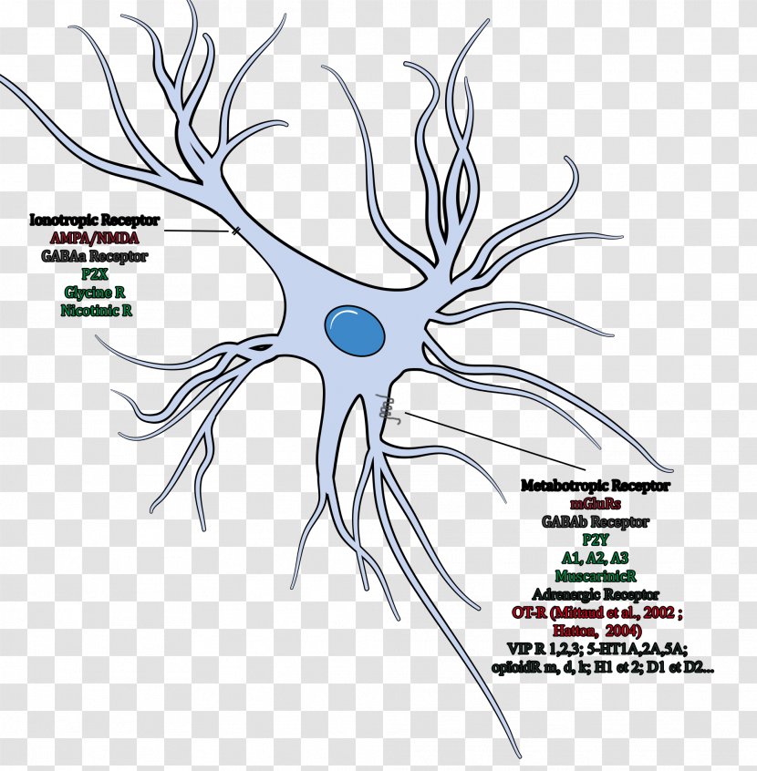 Neuroglia Cell Oligodendrocyte Brain Neuron - Cartoon - Neurons Transparent PNG