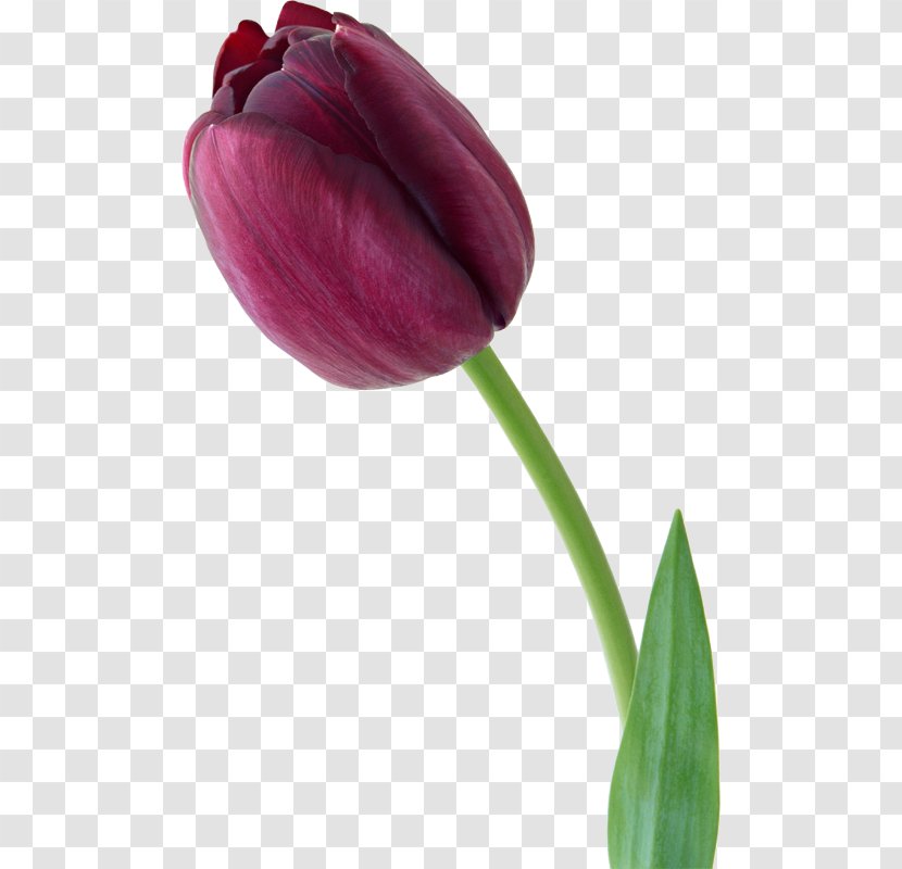 Tulip Flower Violet Photography Transparent PNG