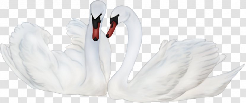 Mute Swan Bird 3D Computer Graphics - Water Transparent PNG