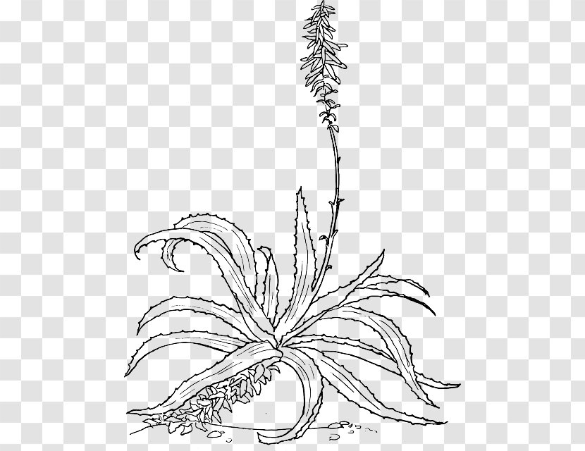 Aloe Vera Drawing Botanical Illustration - Marlothii - Plant Transparent PNG