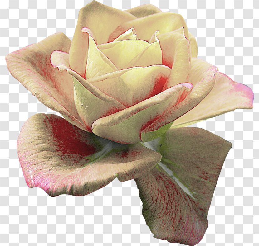 Garden Roses Centifolia Flower Clip Art - Pink Transparent PNG