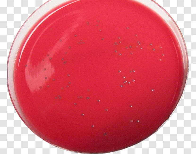 2011 United States Listeriosis Outbreak Listeria Monocytogenes Bacteria Infectious Mononucleosis - Agar - Cartoon Pathogen Transparent PNG