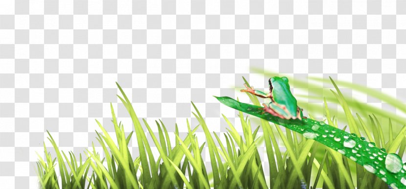 Frog - Plant - Grass Transparent PNG