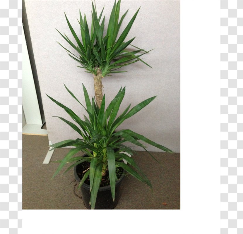 Houseplant Flowerpot Grasses Arecales Tree - Evergreen - Yucca Plant Transparent PNG