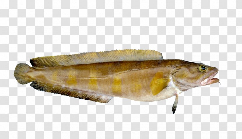 Norway Cusk Cod Fish Seafood - Perch Transparent PNG