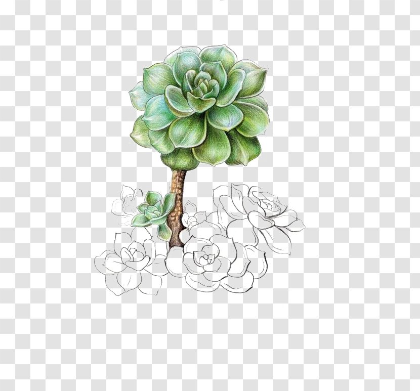 Succulent Plant Graptopetalum Paraguayense Illustration - Flora - Plants Transparent PNG