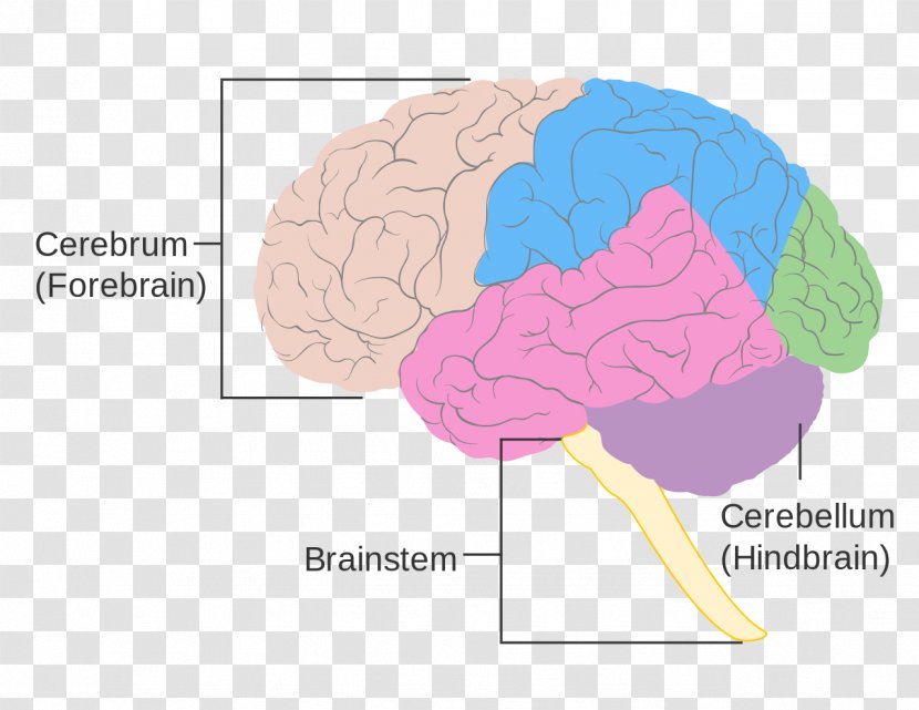 Human Brain Size Brainstem Damage - Watercolor Transparent PNG
