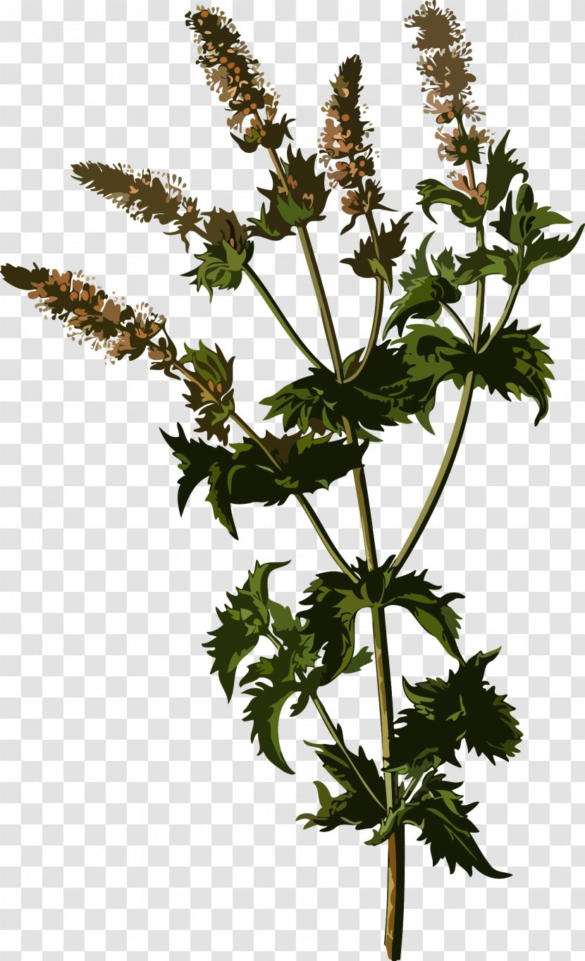 Köhler's Medicinal Plants Mentha Spicata Mints Herbalism - Plant Transparent PNG