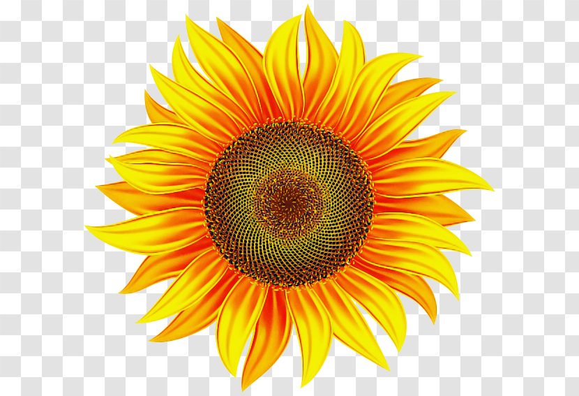 Sunflower - Closeup - Flowering Plant Transparent PNG