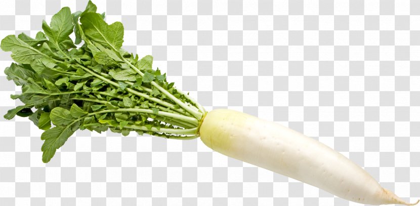 Spring Greens Daikon Tsukemono Food Turnip - Superfood - Vegetable Transparent PNG