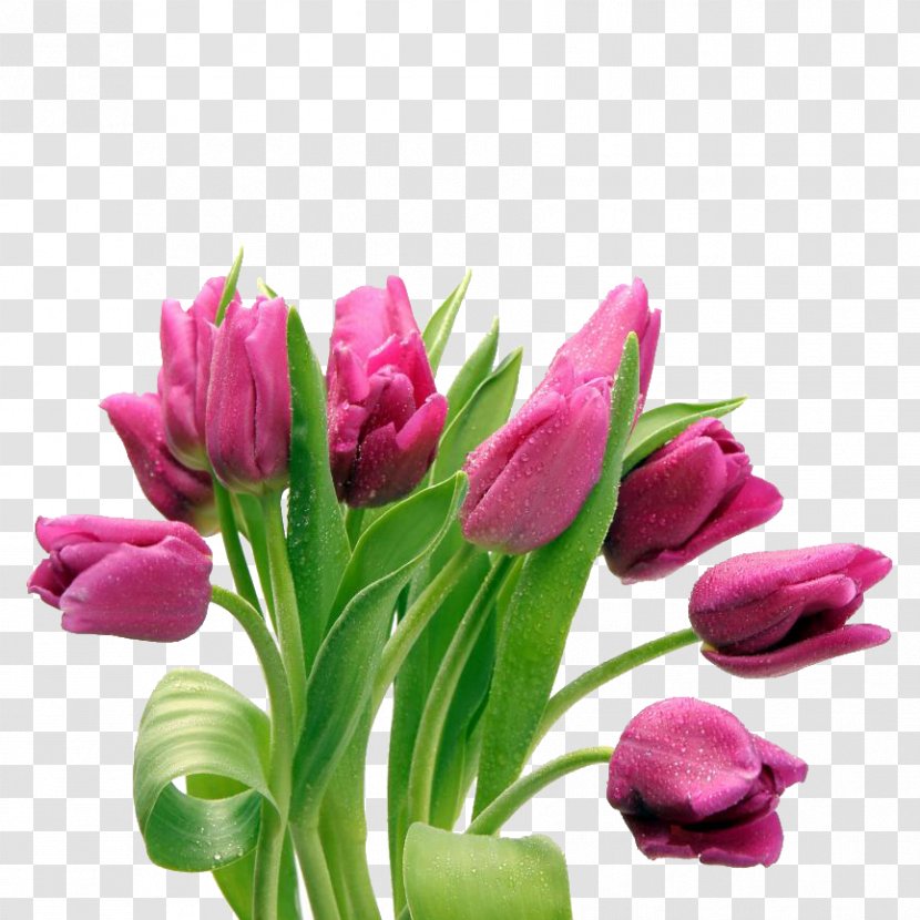 Tulip Clip Art Desktop Wallpaper Flower Bouquet Transparent PNG