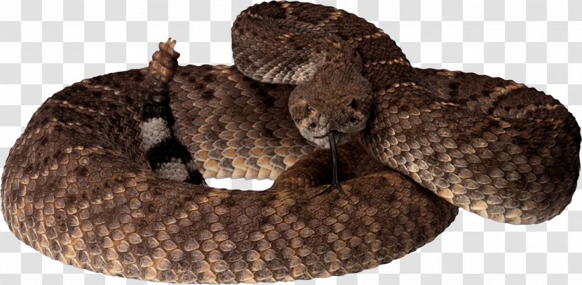 Rattlesnake Reptile Pit Viper - Snake Image Picture Download Transparent PNG