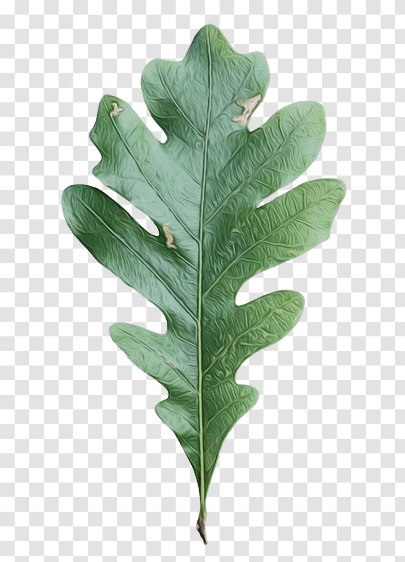 Oak Tree Leaf - Plane Transparent PNG