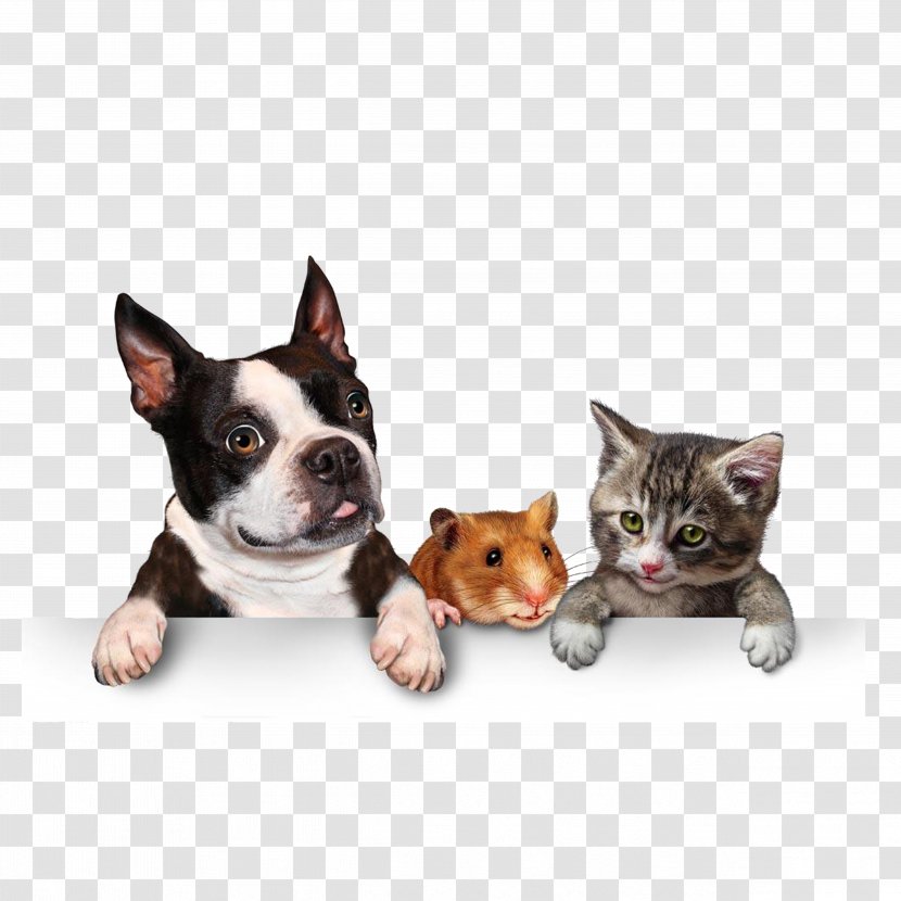 Dog Cat Pet Adoption Puppy - Like Mammal - The Animals Sprawled On Table Transparent PNG