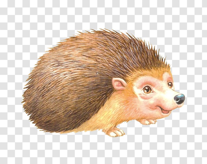 Domesticated Hedgehog Rat Porcupine Clip Art - Erinaceidae Transparent PNG