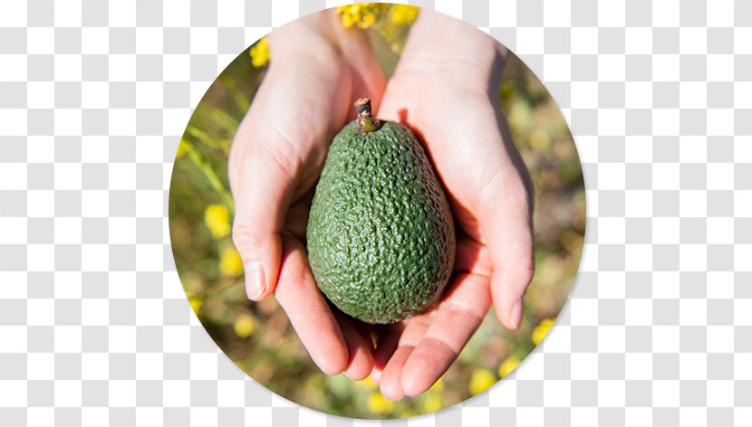Avocado Cholesterol Phytosterol Low-density Lipoprotein - Nutrition Transparent PNG