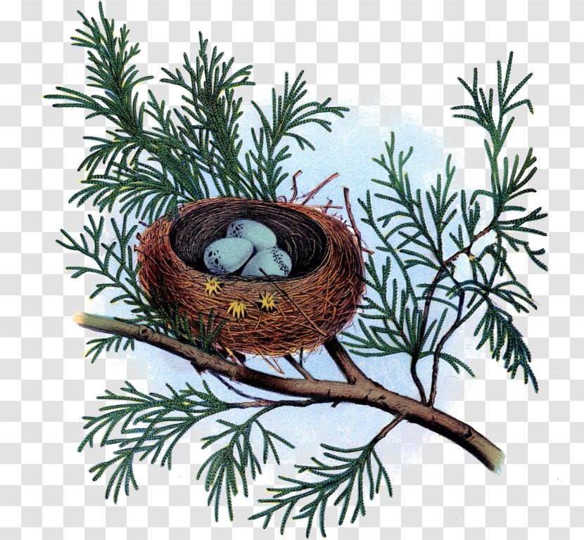 Bird Nest The Monadnock Center For History & Culture Museum Transparent PNG