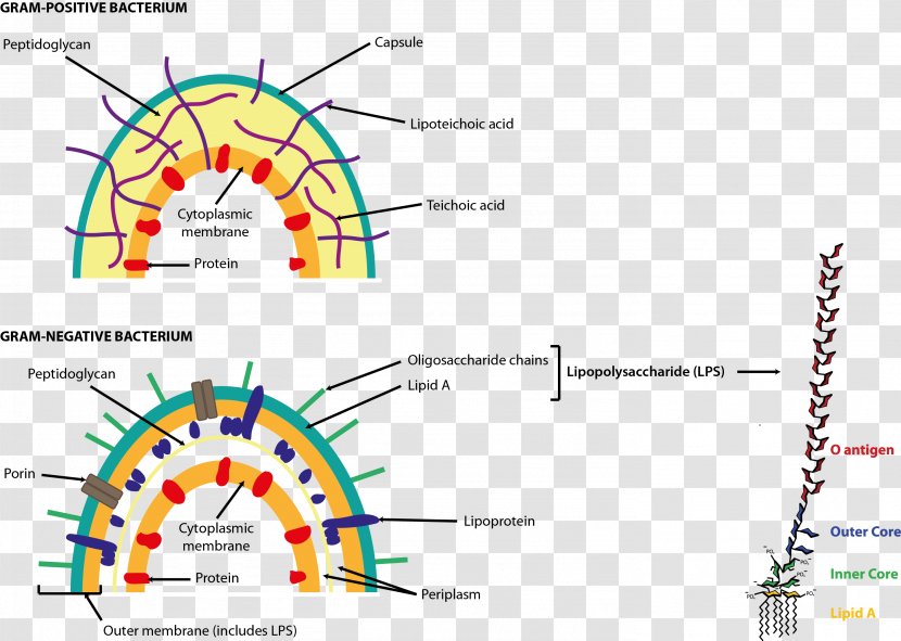 Endotoxin Gram-negative Bacteria Gram-positive Bacterial Cell Structure Wall Transparent PNG
