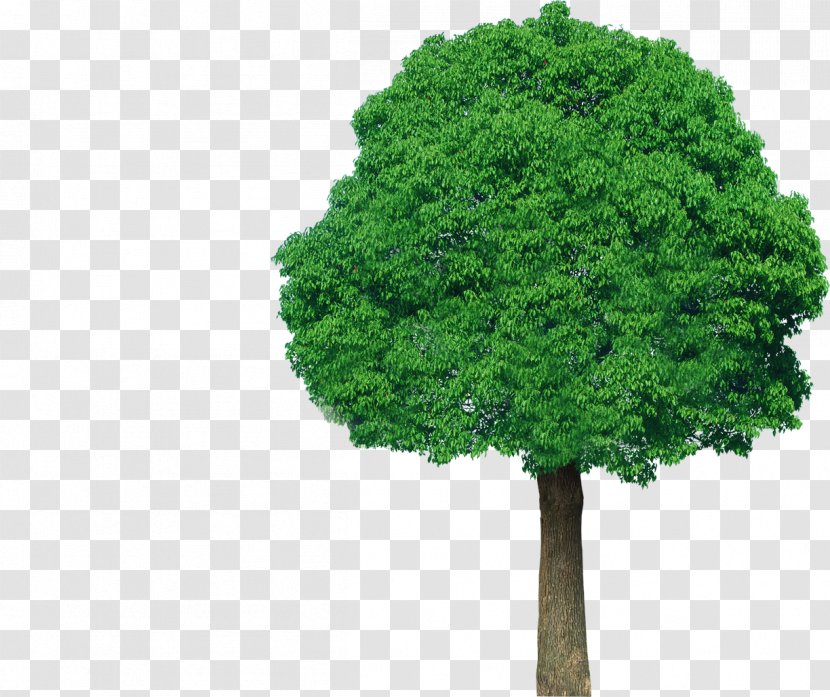 Tree Green Plant Clip Art - Conifers - Top View Transparent PNG